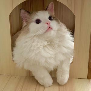 吱吱熊噜头像
