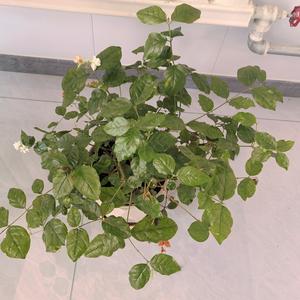 SR韩奶奶分享YHW头像