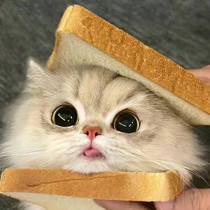 猫猫小剧场头像