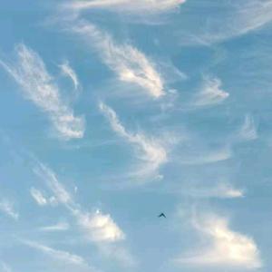 番茄1799233295357255头像