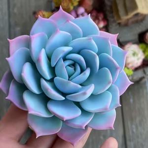 画不同眼睛颜色漫画 西瓜视频