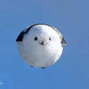 龙泽头像