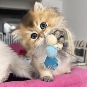 家有猫咪⑦小只头像