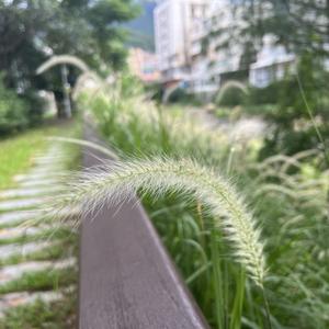 孑墨头像
