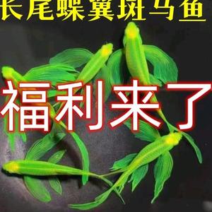 小鱼观赏鱼头像