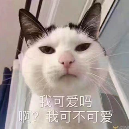 随便菌呀头像