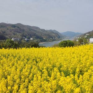 尘缘71824头像