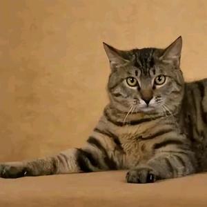 疯癫猫会钓鱼头像