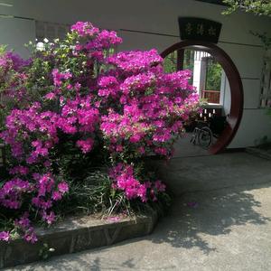 牛牛奶奶5o8o头像