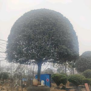 源客行修东果树苗木专卖店头像