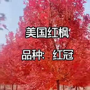 一镜头像