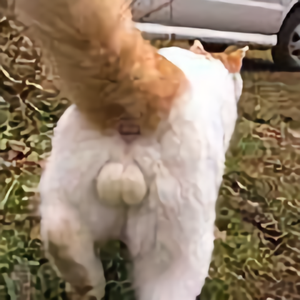 秦文鋒头像
