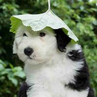 安少Ay头像