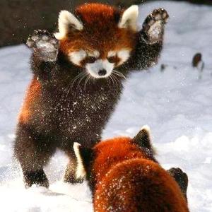 Red panda头像