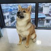 铲屎官老郑头像