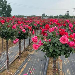 花农大婶月季园头像