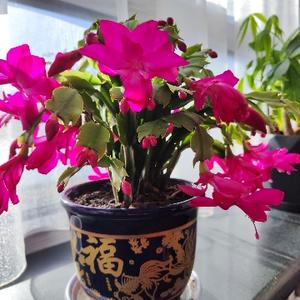 佟大为回本溪祭祖！身份不简单，夫妻俩都是满族，莫非是八旗后裔 - 今日头条