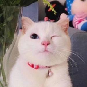 豆豆影视木屋头像