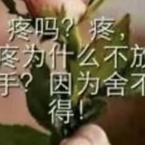 请别让我受伤好不好头像