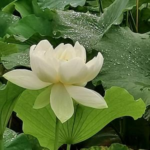 眉县大川头像