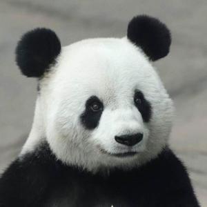 美国熊猫头像
