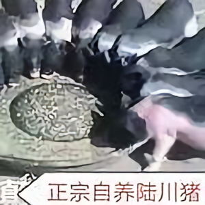 广西陆川猪养殖头像