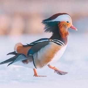 天天寻觅的候鸟头像