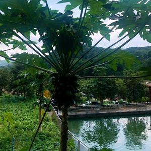 笑傲江湖头像