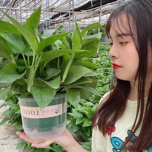 小张绿植园艺头像