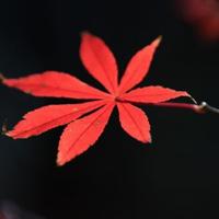 一往无前百香果ZW头像