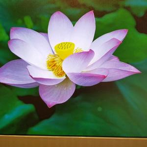 锋轻云淡9头像