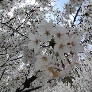 春风吹又生8849头像