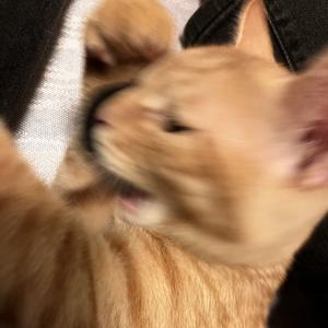 润润是只猫头像