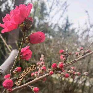 温土布布头像