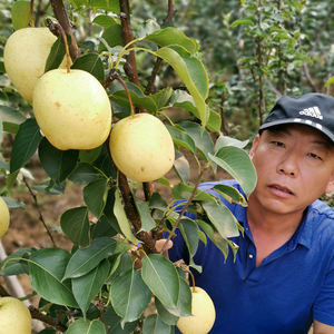 洪阁诚信苗圃头像