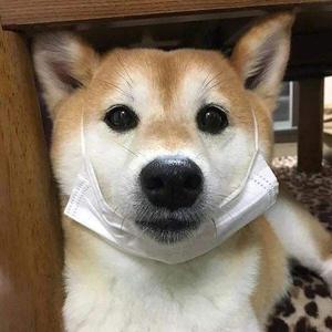 狗哥头像