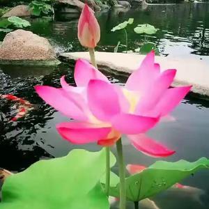 莲子智慧说头像