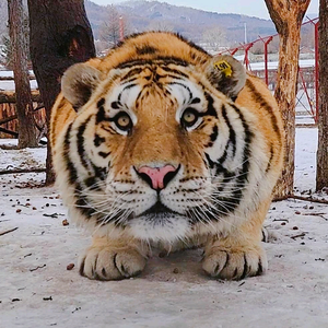 东北虎小虎哥1头像