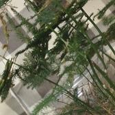 细腻吉尔1t9头像