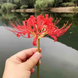 箬下客头像