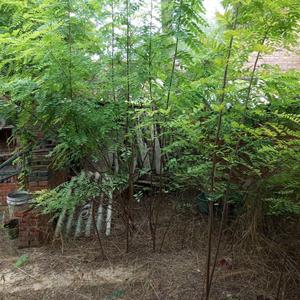 直爽的花开花落头像