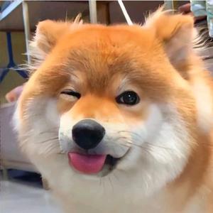 一只网友友 头像