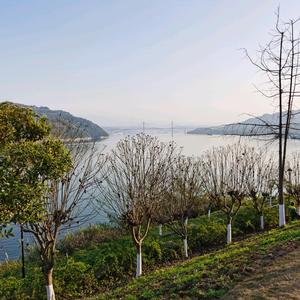 林哥走乡村头像