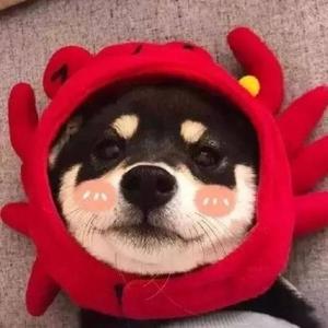 听晴天他会来头像
