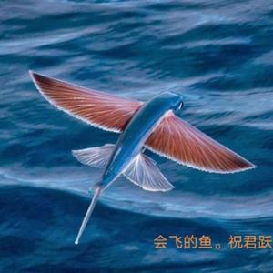会飞的鱼之言西早头像