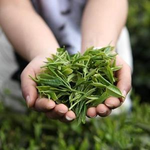 清影有好茶头像