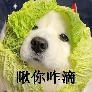 羽柒还在啊头像