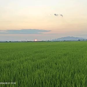 广西百色田阳果果园头像