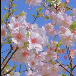 花花战士头像