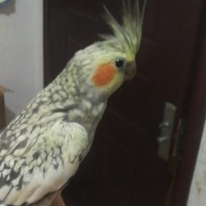 胡说酒鸟头像